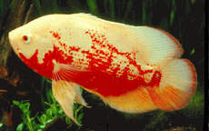 OSCAR-ALBINO RED TIGER 2 inch OSCAR-ALBINO RED TIGER 2 inch